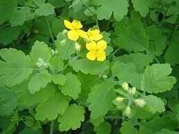 celandine for nail fungus