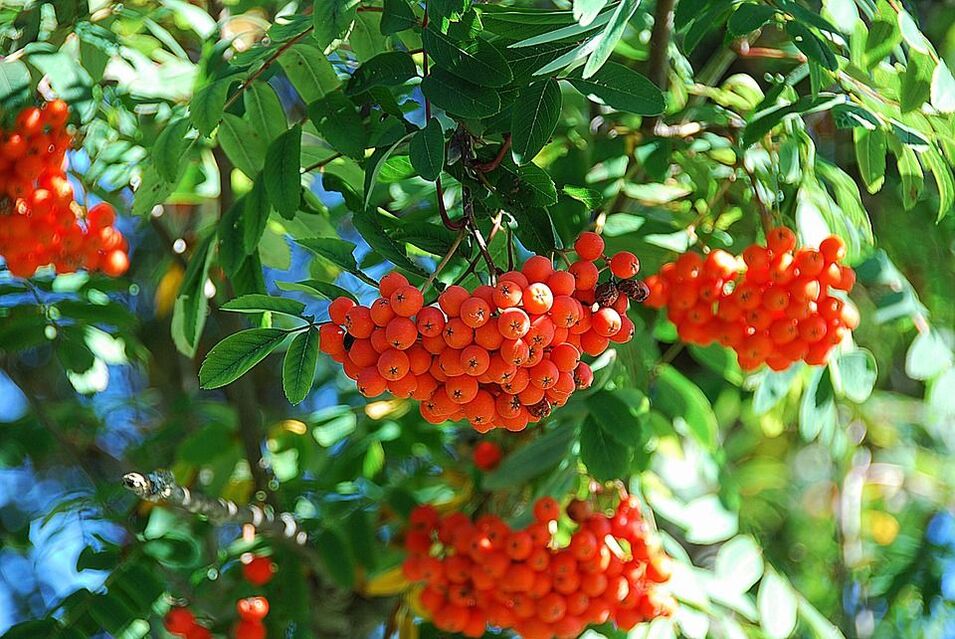 Rowan leaves in the fight against fungi